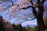 南成田の大桜