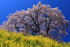 芹ヶ沢桜