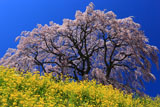 芹ヶ沢桜