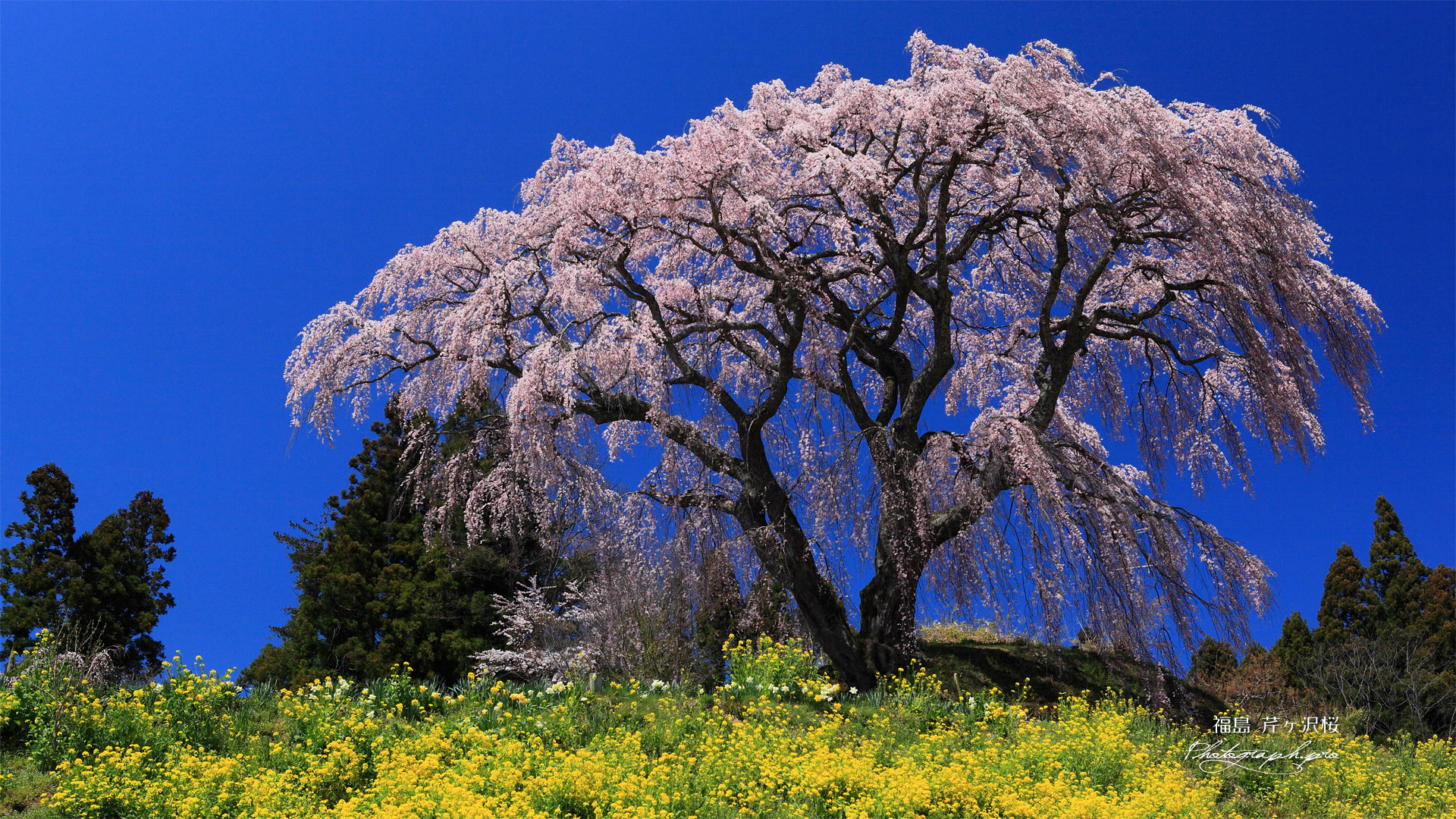 菜の花の丘と芹ヶ沢桜