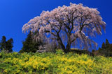 菜の花の丘と芹ヶ沢桜