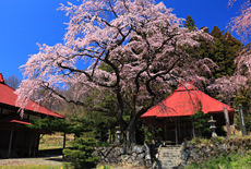 水月観音堂桜