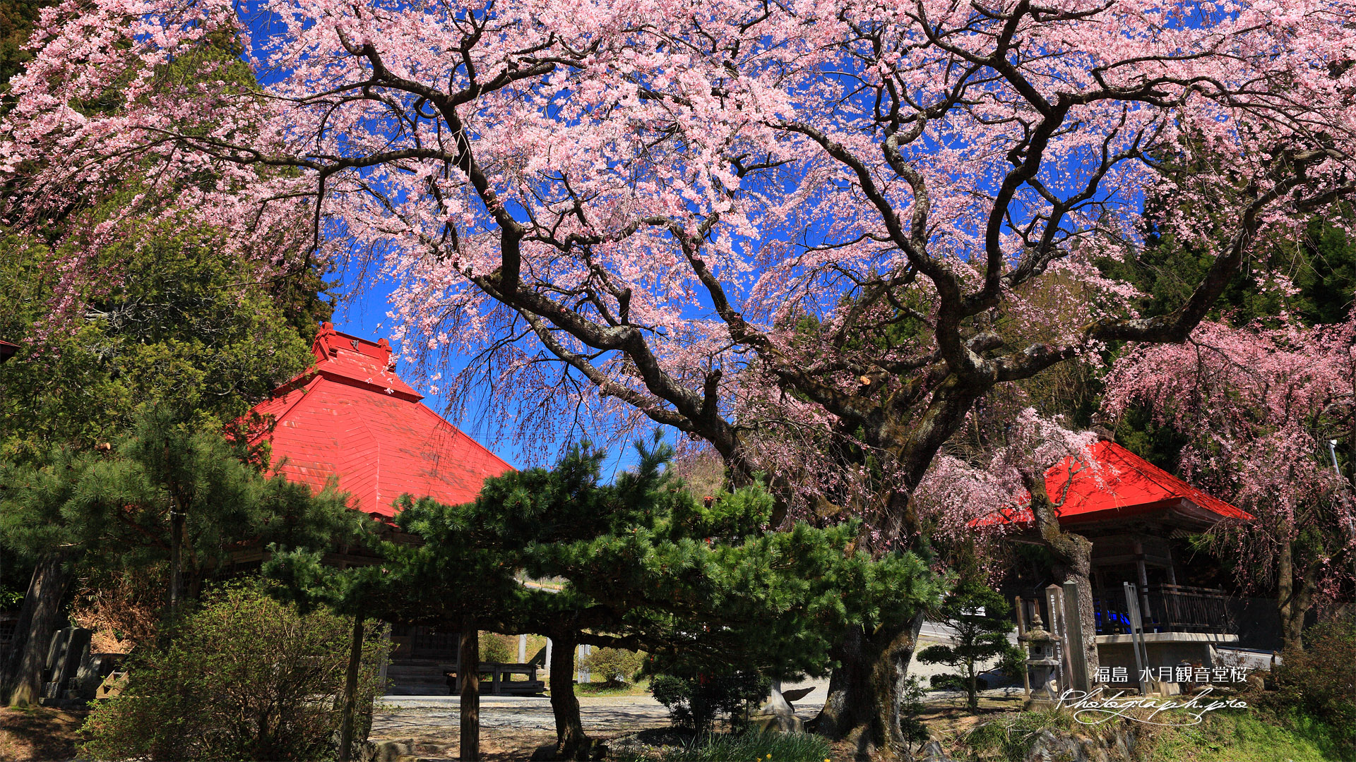 常林寺のしだれ桜
