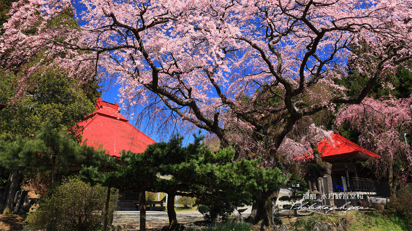 常林寺のしだれ桜 壁紙