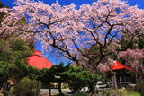 常林寺のしだれ桜