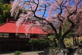 水月観音堂のしだれ桜