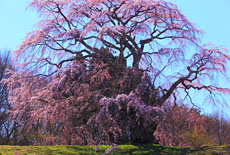 五斗蒔田桜