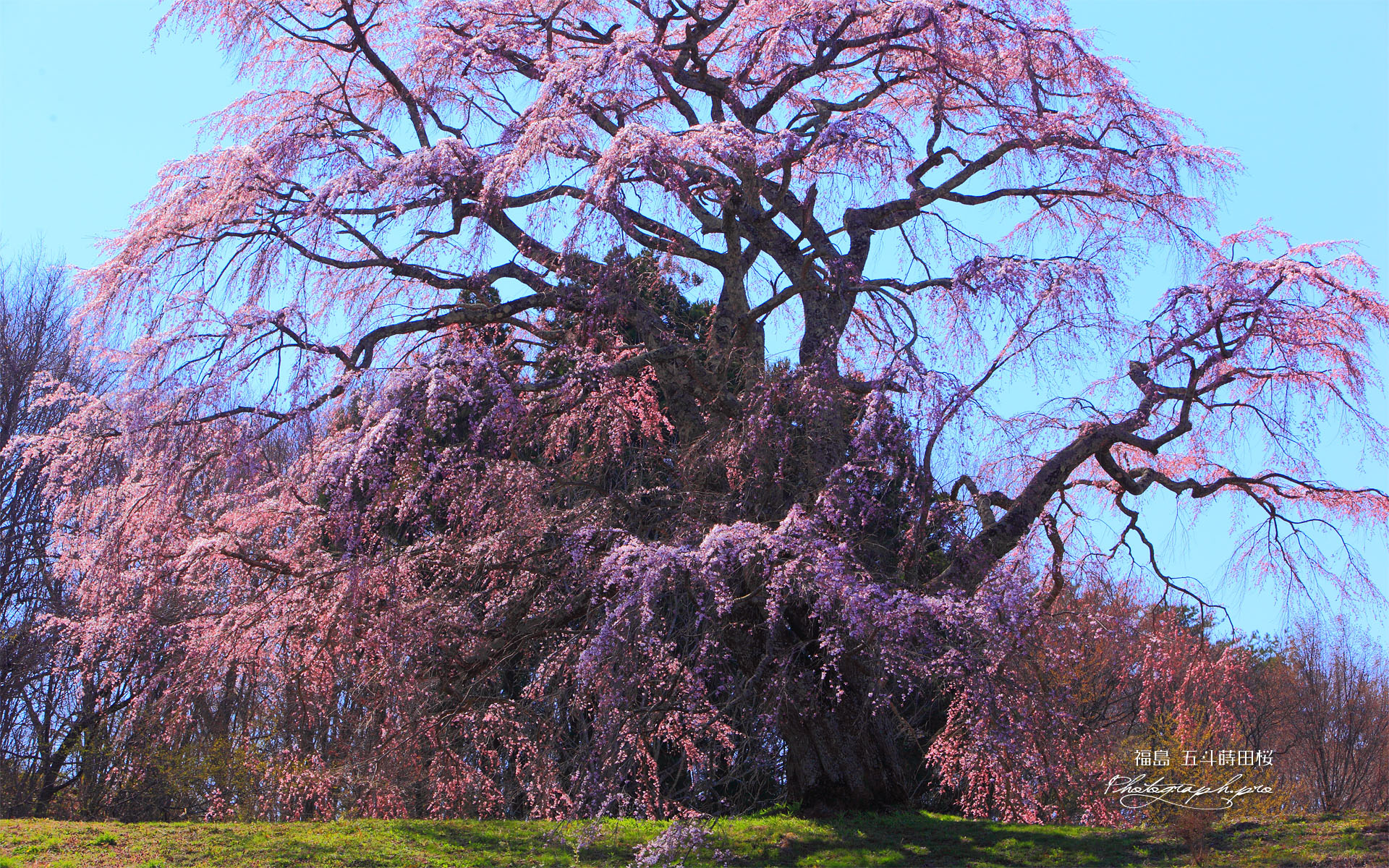 五斗蒔田桜