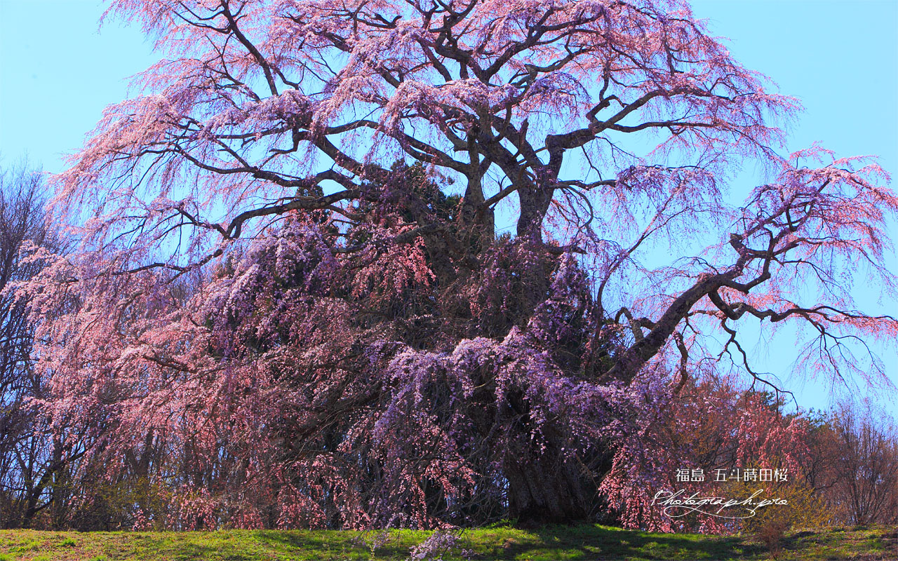 五斗蒔田桜 壁紙