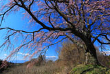 五斗蒔田桜と安達太良山