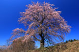 見上げた五斗蒔田桜