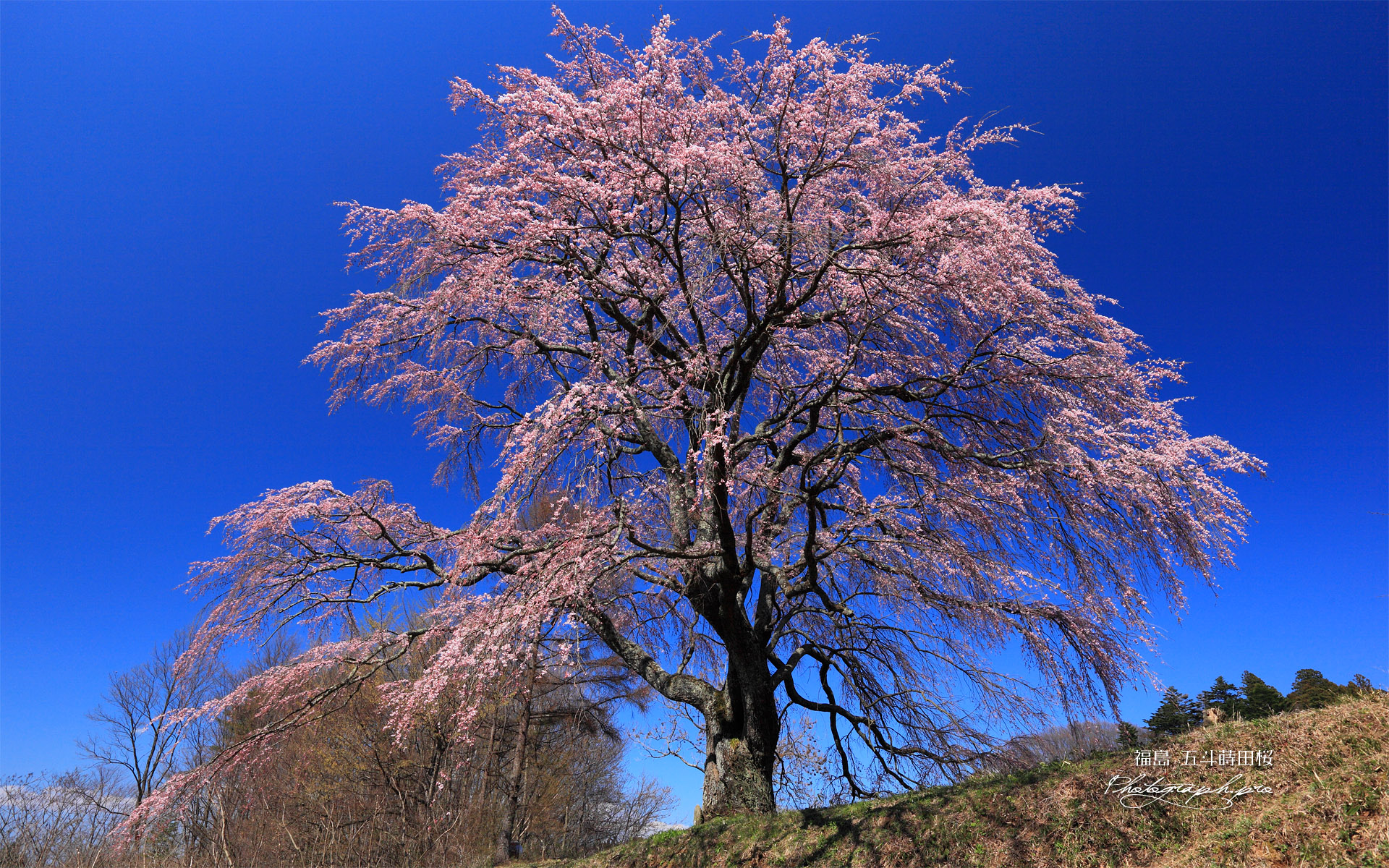 見上げた五斗蒔田桜