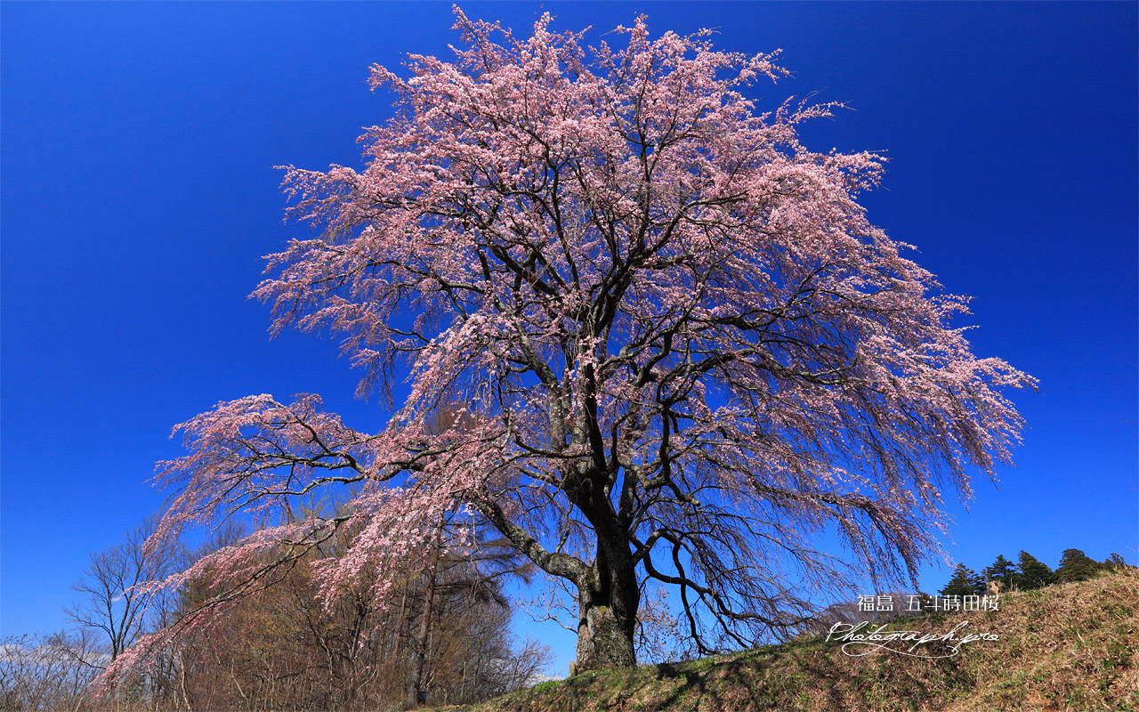 見上げた五斗蒔田桜 壁紙