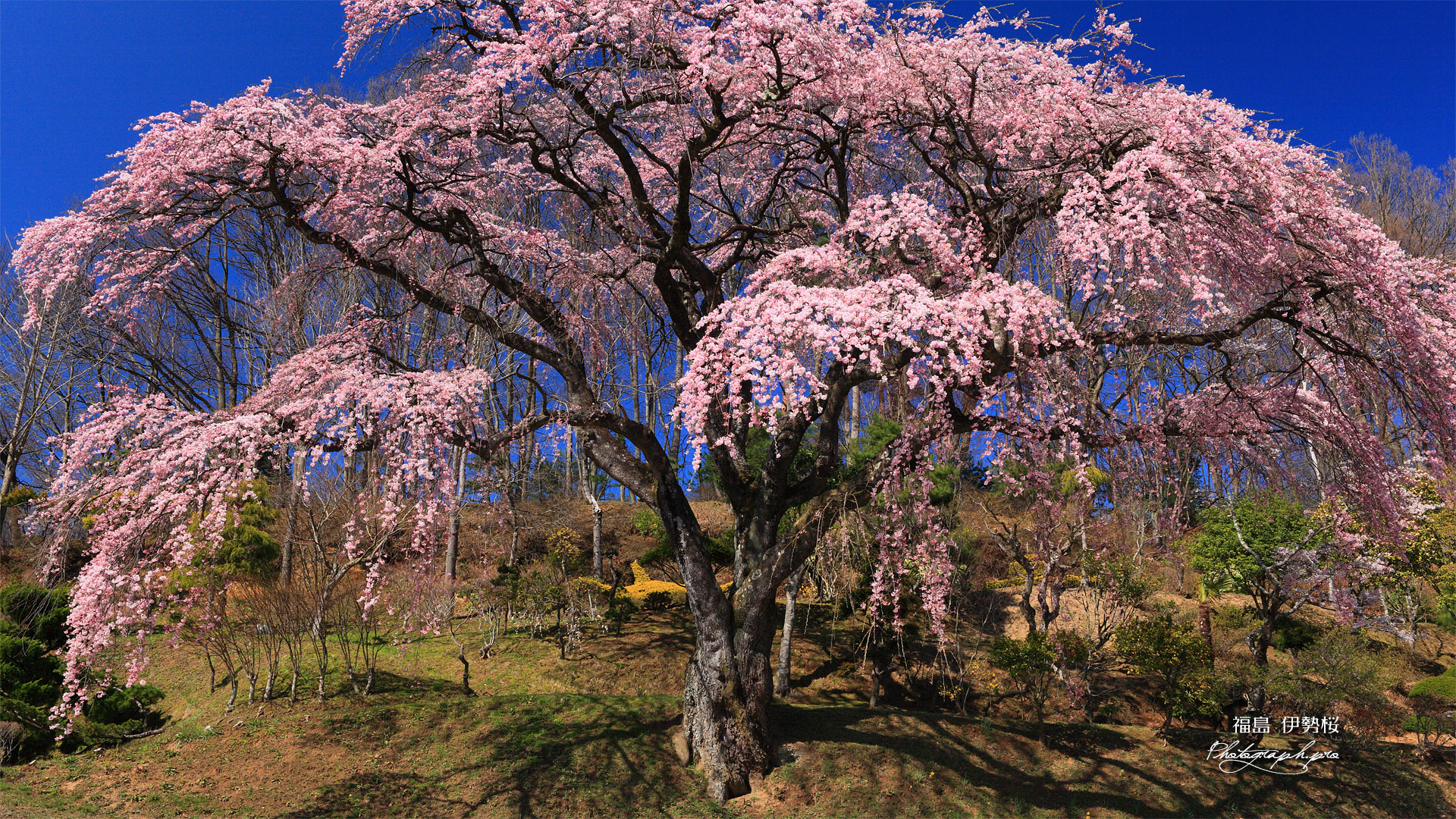 伊勢桜