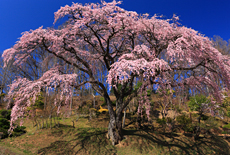伊勢桜