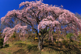 伊勢桜