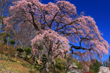 伊勢屋の枝垂桜