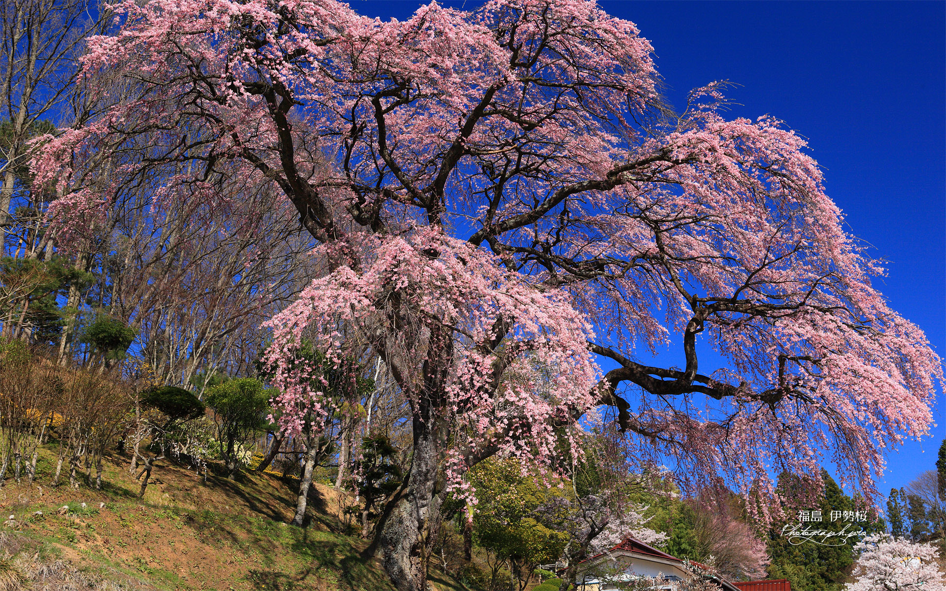 伊勢屋の枝垂桜