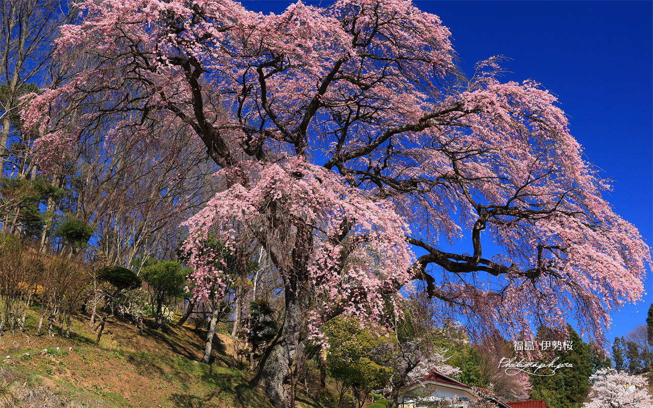 伊勢屋の枝垂桜 壁紙