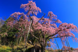 福島県の桜