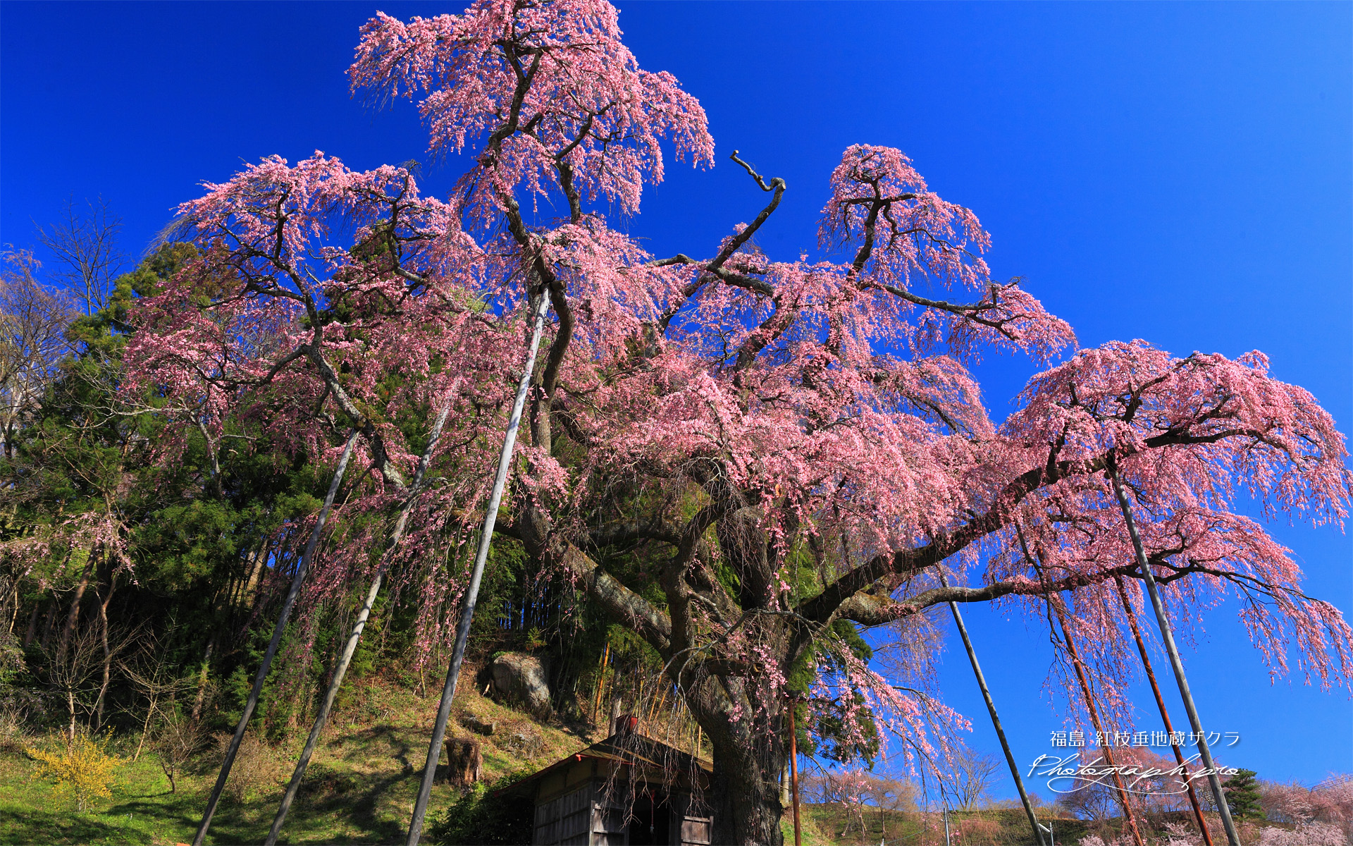紅枝垂地蔵ザクラと延命地蔵堂