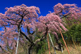 下から見上げた紅枝垂れ地蔵ザクラ