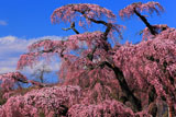 高台からの紅枝垂れ地蔵桜