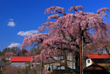 紅枝垂地蔵桜と岡ノ内地区の民家
