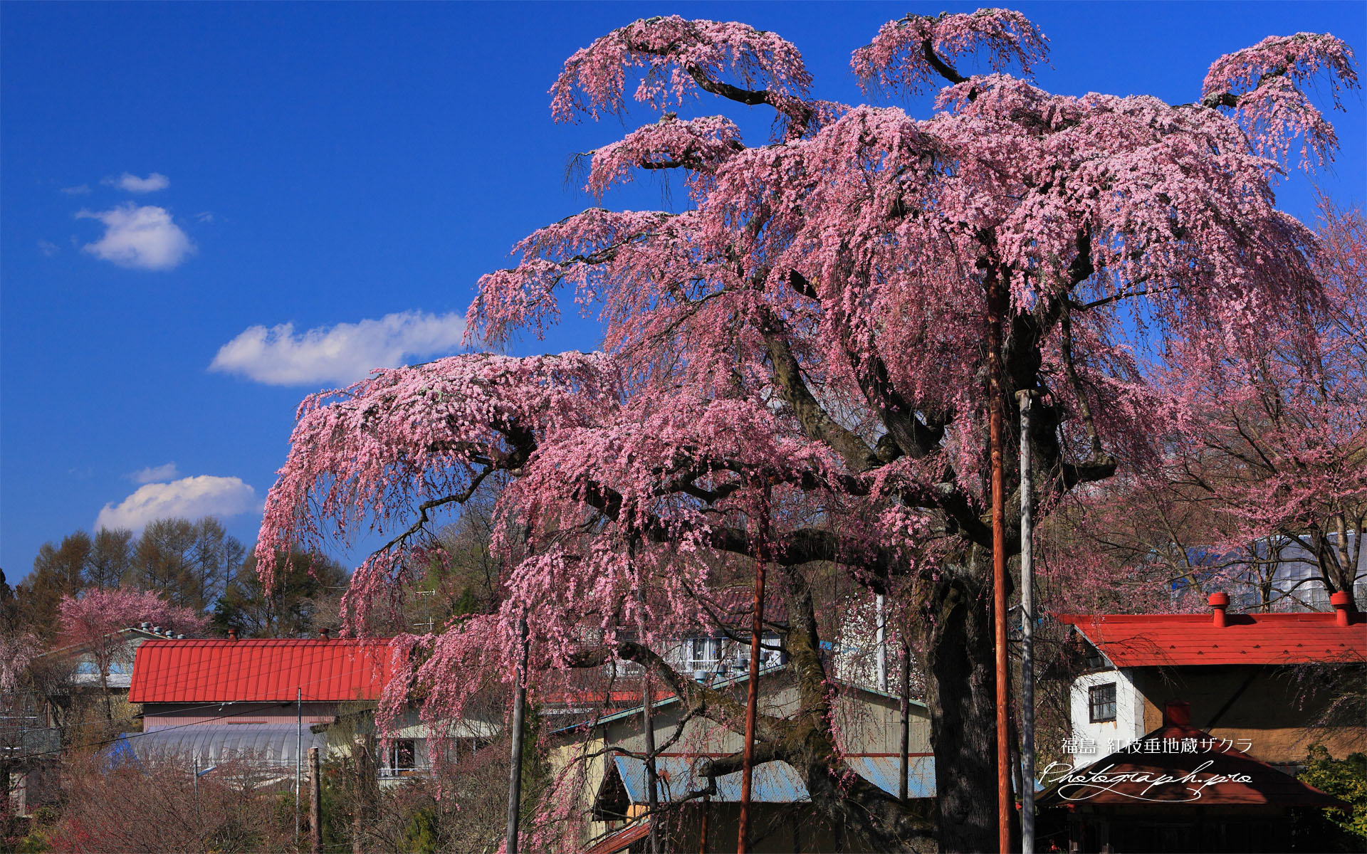 紅枝垂地蔵桜と岡ノ内地区の民家