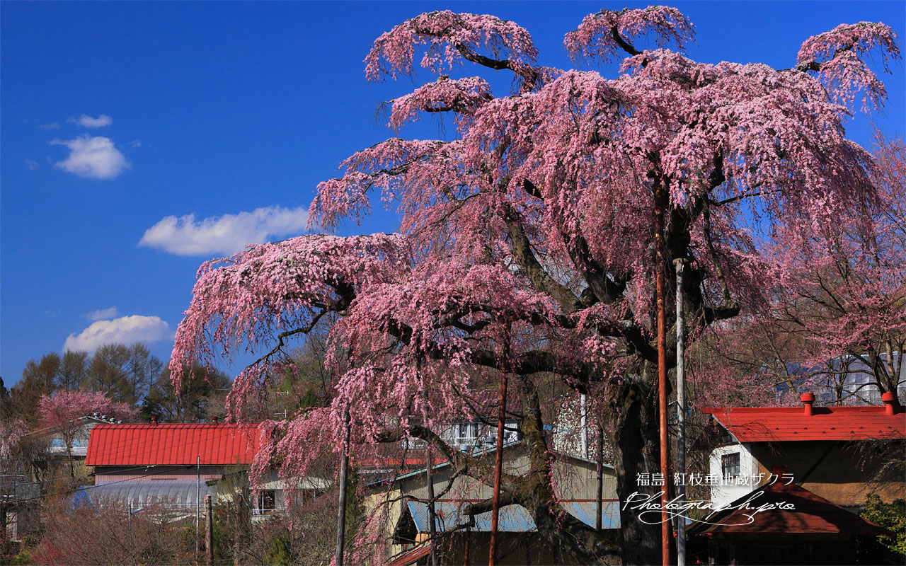 紅枝垂地蔵桜と岡ノ内地区の民家 壁紙