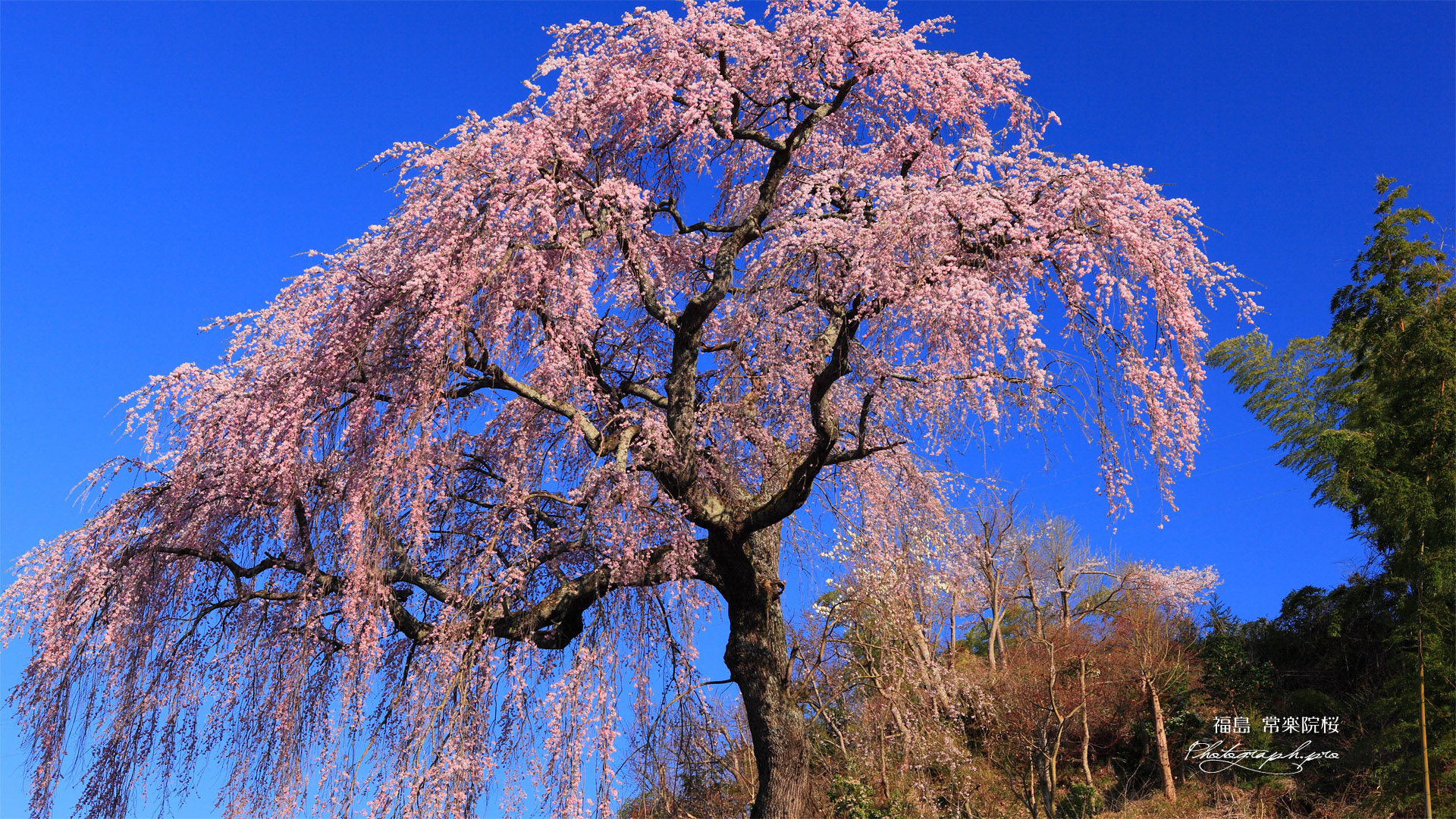 常楽院桜
