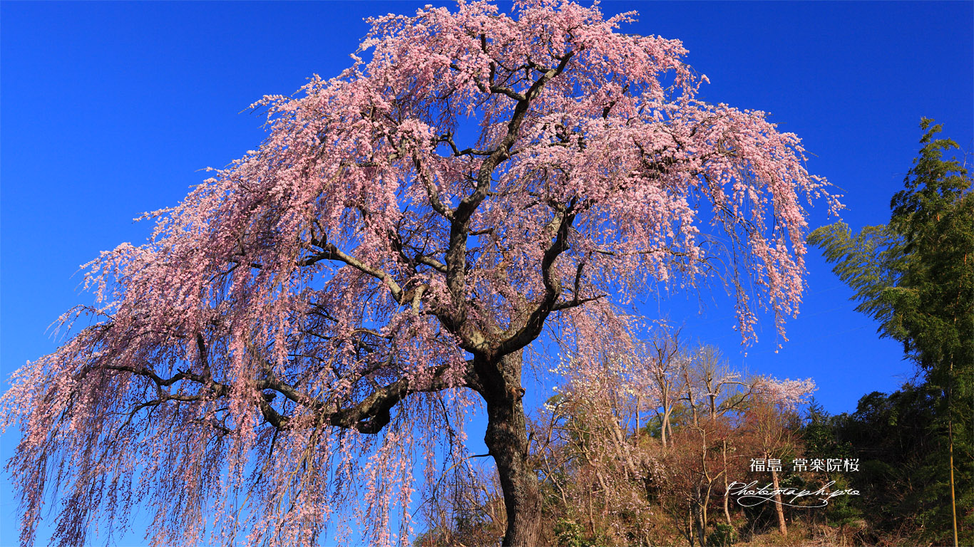 常楽院桜 壁紙