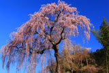 常楽院桜
