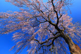 常楽院の桜