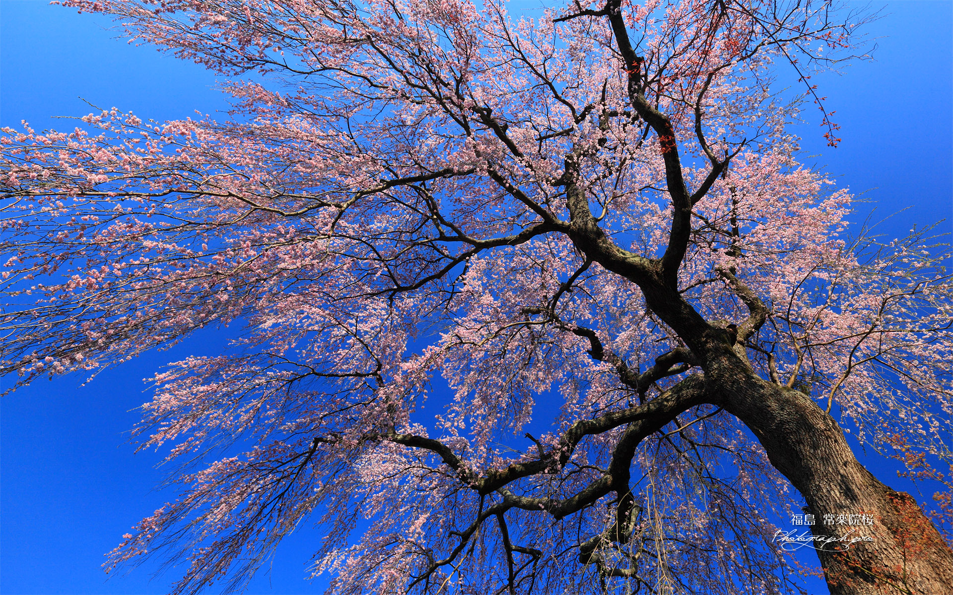 常楽院の桜