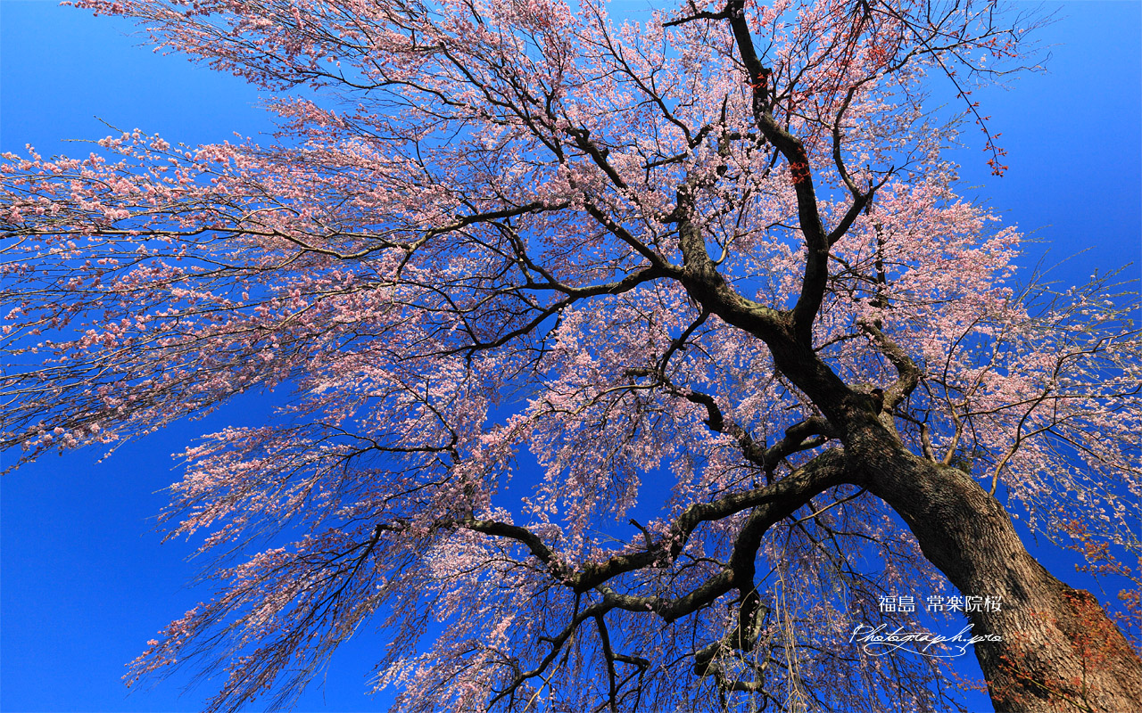 常楽院の桜 壁紙