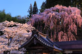 吉野桜と紅枝垂桜