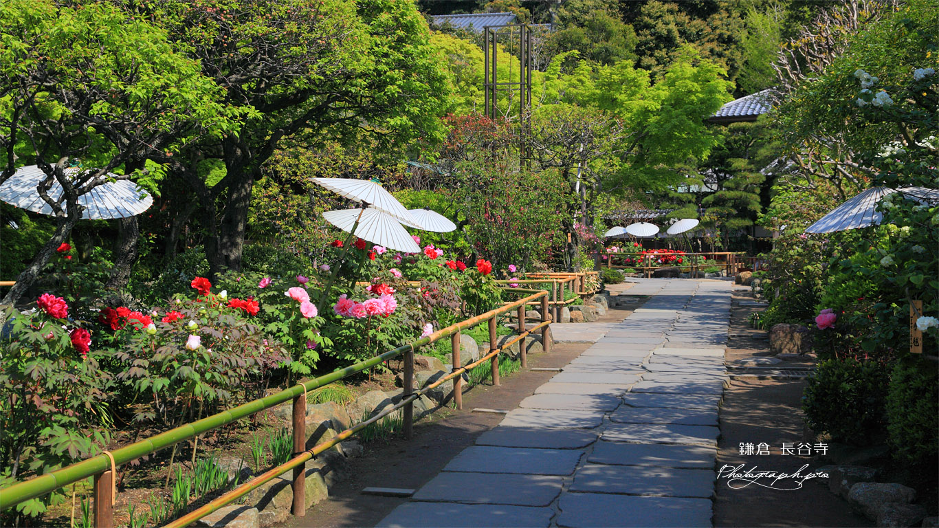 鎌倉長谷寺参道のボタン 壁紙