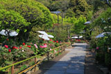 鎌倉長谷寺参道のボタン