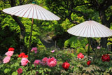 長谷寺の牡丹と日傘