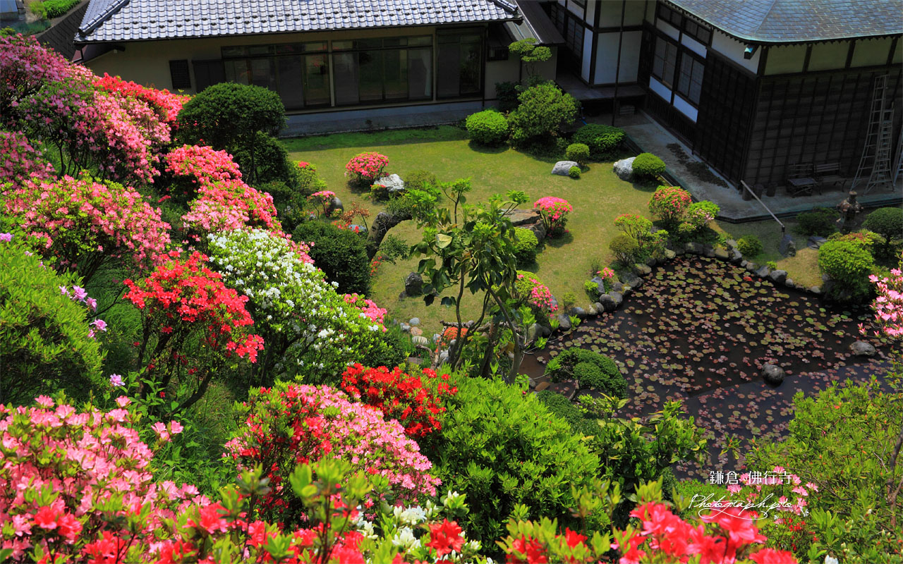 庭園のヤマツツジ 壁紙