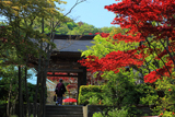海蔵寺 春紅葉と山門