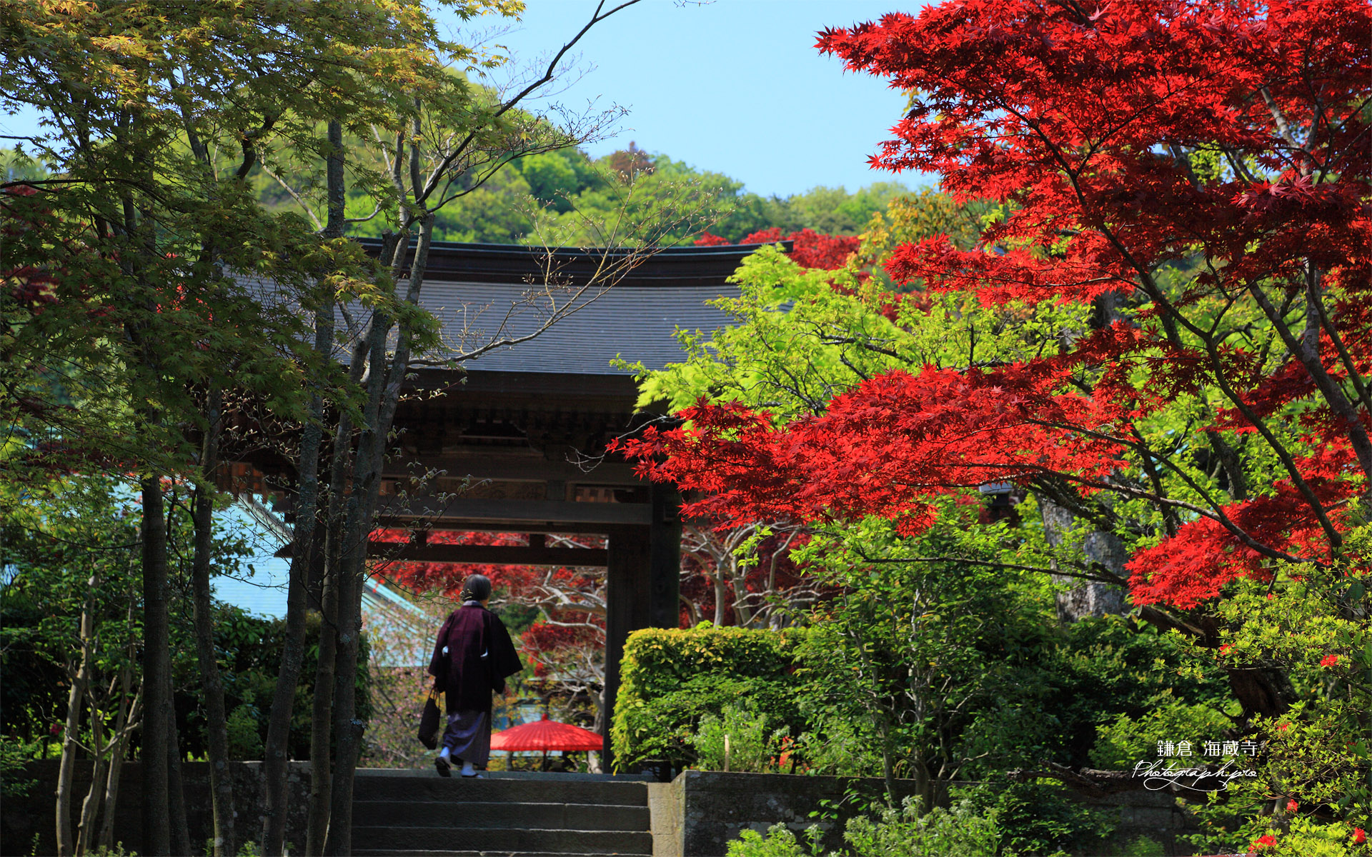海蔵寺 春紅葉と山門
