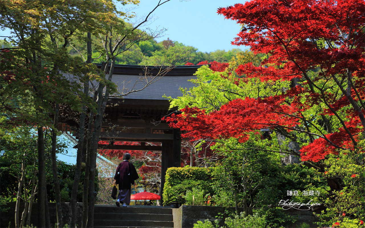 海蔵寺 春紅葉と山門 壁紙