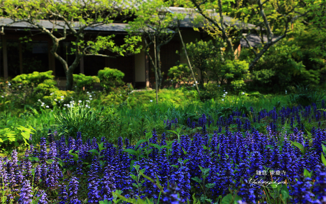 東慶寺 ジュウニヒトエと白蓮舎 壁紙