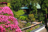 円覚寺松嶺院の芝桜と牡丹