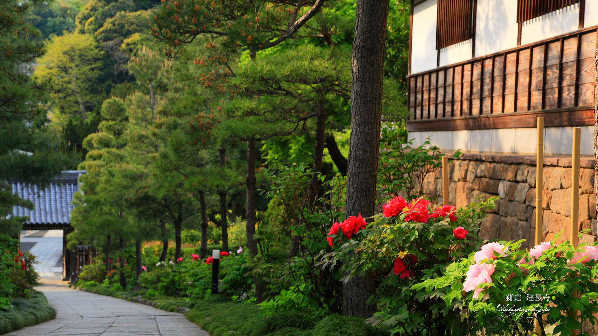 建長寺の牡丹と嵩山門