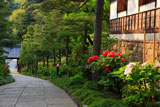 建長寺の牡丹と嵩山門