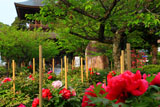 牡丹と建長寺三門