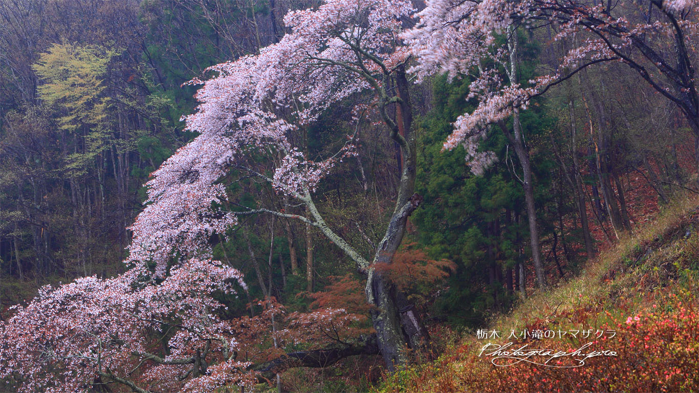 入小滝の山桜 壁紙